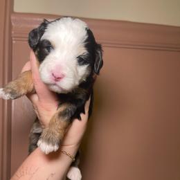 Harbor - Tri-color male Bernedoodle puppy in Port Saint Lucie, Florida from Eastside Paws LLC