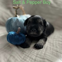 Miniature Schnauzer Puppies from Pups With Potential