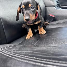 Dachshund Puppies from Dachshund house