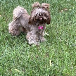 Mocha - Shih Tzu