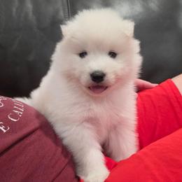 Misty - White and biscuit female Samoyed puppy in West Jordan, Utah from Rocky Mountain Samoyeds