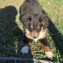 Miniature Australian Shepherd and Toy Australian Shepherd Puppies from Ramblin’ Rose Aussies