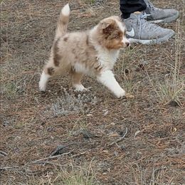 Luke - Red merle male Miniature Australian Shepherd puppy in Bend, Oregon from Wonderland Aussies