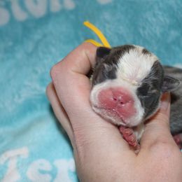 Boy 3 - Blue male Boston Terrier puppy in Georgia from A-K Boston Terriers