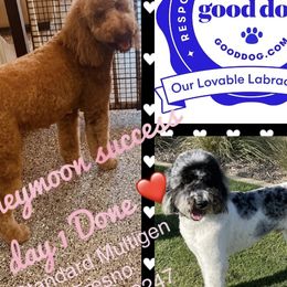 Labradoodles from Our Lovable Labradoodles