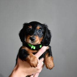 Elton John - Black and tan male Dachshund puppy in Youngstown, Florida from Paradox Dachshunds