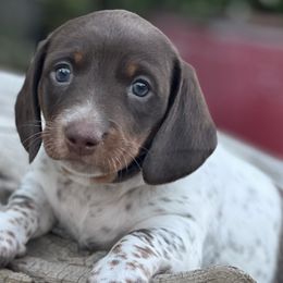 Dachshunds from Penny Huxtable