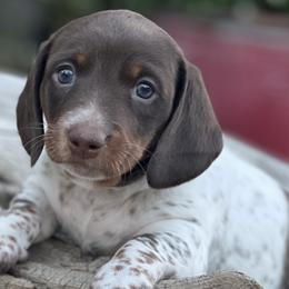 Dachshunds from Penny Huxtable