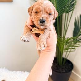 Braeburn - Red  male Goldendoodle puppy in West Haven, Utah from Split Mountain Doodles
