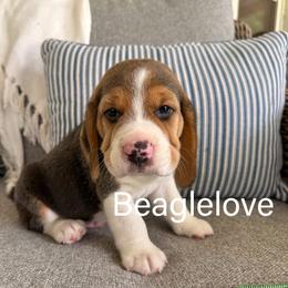 Boone - Black tan and white male Beagle puppy in Monticello, Georgia from Beaglelove