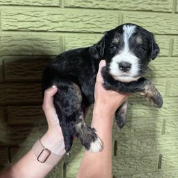 Blueberry - Tri-color male Bernedoodle puppy in Carmichaels, Pennsylvania from JensenBelle Doodles