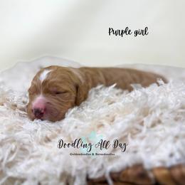 Purple girl - Apricot female Goldendoodle puppy in Valdese, North Carolina from Doodling All Day Goldendoodles