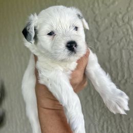 Miniature Schnauzer Puppies from LIZ FANCY SCHNAUZERS