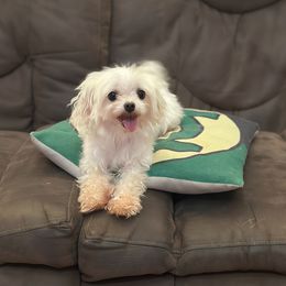 Vanilla - Maltese