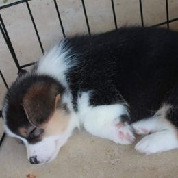 Pembroke Welsh Corgi Puppies from GLC Corgis