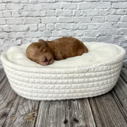 Thumper - Red  male Poodle puppy in Riverside, California from Red Toy Poodle World