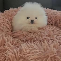 Pomeranian Puppies from Twins Dream Poms
