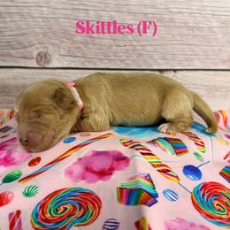 Skittles - Caramel female Australian Labradoodle puppy in Silver Spring, Maryland from Potomac Australian Labradoodles
