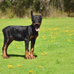 Mr. Orange - Black and rust male Doberman Pinscher puppy in Cabot, Arkansas from Masaya