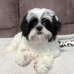 AKC Loco - Black and white male Shih Tzu puppy in Greenville, South Carolina from Babyface Shih Tzu