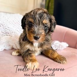 Toodle Loo Kangaroo - Merle female Bernedoodle puppy in Grove, Oklahoma from Guinn Family Farms