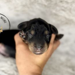 Gray collar - Black and cream male Dachshund puppy in Burgettstown, Pennsylvania from Meaden’s Mini Dachshunds