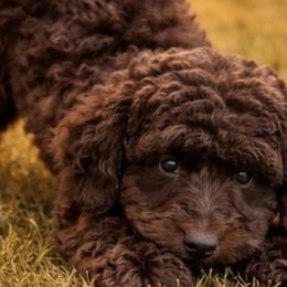 Australian Labradoodles, Bernedoodles, Goldendoodles, Poodles, and Sheepadoodles from Sutton Place Doodles