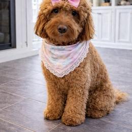 Ellie - Goldendoodle