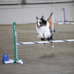 Australian Shepherds from Cork Tree Australian Shepherds