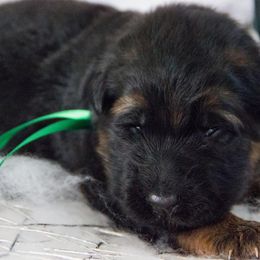 German Shepherd Puppies from Journey's German Shepherds (Kennel Vom Himmel)