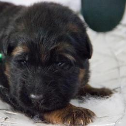 German Shepherd Puppies from Journey's German Shepherds (Kennel Vom Himmel)