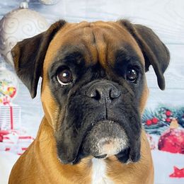 Virtue - Boxer