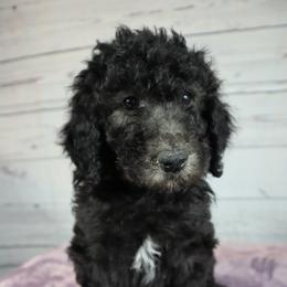 Poodle Puppies from Southern Sunshine Standards