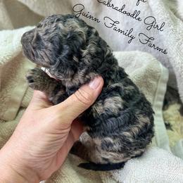 Tofu - Merle female Labradoodle puppy in Grove, Oklahoma from Guinn Family Farms