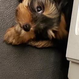 Yorkshire Terrier Puppies from Coffeycup Yorkies