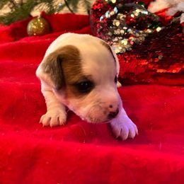 Boy 3 - Tri-color male Russell Terrier puppy in Jerome, Idaho from Jerome Russell Terriers