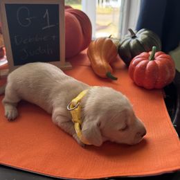 Girl 1 - Cream female Dachshund puppy in Jackson, Mississippi from Doxies Galore
