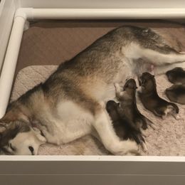Alaskan Malamute Puppies from Sigma Alaskan Malamutes