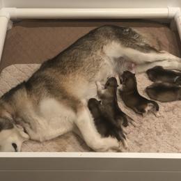 Alaskan Malamute Puppies from Sigma Alaskan Malamutes