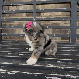 Bluebell - Blue merle female Aussiedoodle puppy in Cartersville, Georgia from Simply Blessed Doodles