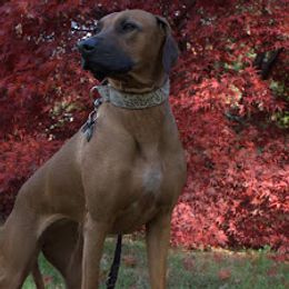 Rhodesian Ridgebacks from Deborah Lappat