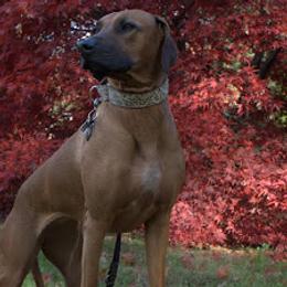Rhodesian Ridgebacks from Deborah Lappat