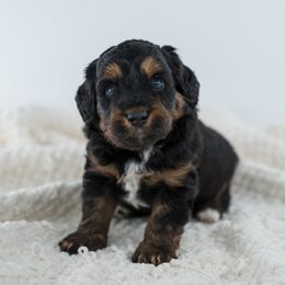 Ruffnut - Black phantom female Aussiedoodle puppy in Cortez, Colorado from Sassy Pants Pups