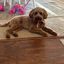 Nagini - Goldendoodle