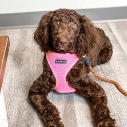 Marley - Poodle