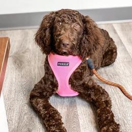 Marley - Poodle