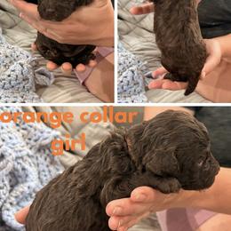 Poodle Puppies from Cassie Enlow