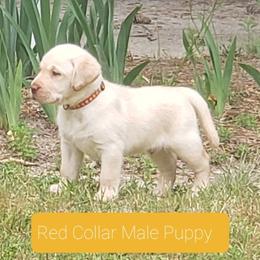 Red - Yellow male Labrador Retriever puppy in Prince George, Virginia from Kingdom Kenelz Labradors