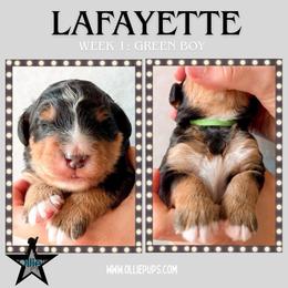 Lafayette (Green collar) - Tri-color male Bernedoodle puppy in Boiling Springs, South Carolina from OlliePups, LLC