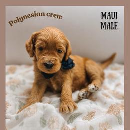 Maui - Red  male Goldendoodle puppy in Hilton, New York from The House of Goldendoodle